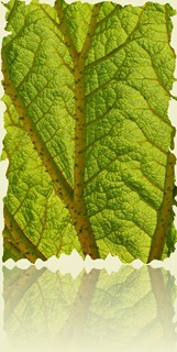 573217-Leafy Shades