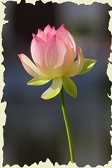 219108-Bloom-Lens  70-200mm f 2.8 L