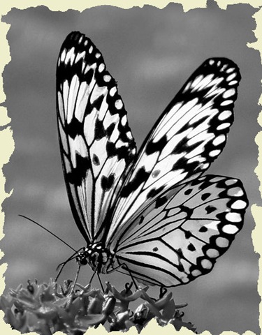[455960-Tree Nymph[6].jpg]