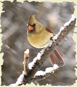 453838-Northern Cardinal Female