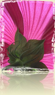 198733-Hibiscus