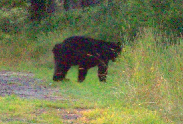 [bear1[3].jpg]