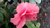 DSC01786.JPG