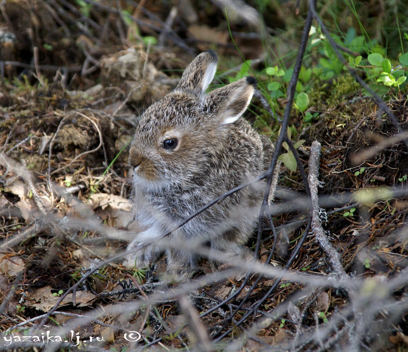 Зайка. 