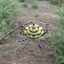 Argiope australis - Photo (c) 116916927065934112165, some rights reserved (CC BY-NC-SA)