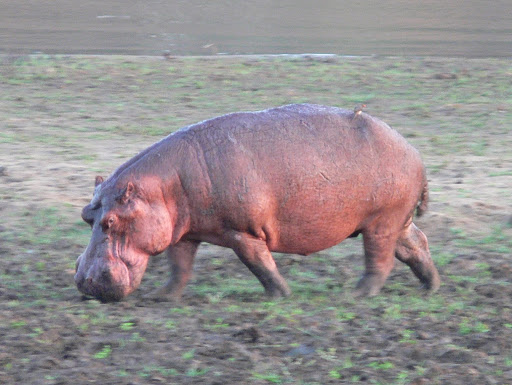 P1100594