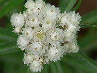 Wildflower Bouquet.JPG