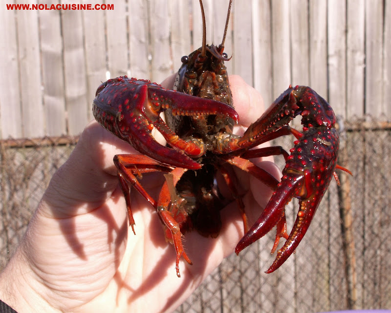 Live Louisiana Crawfish from Cajun Grocer Nola Cuisine & Culture