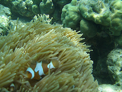 Nemo