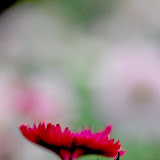 Budding flower [EDITED]