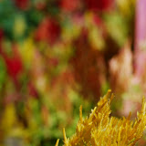Leaves and Flowers