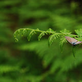 Yet another beauty of the wild...