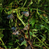 Beautiful butterfiles - do you know their name?