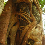 What do you see - love or parasite?