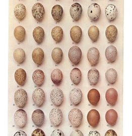 [eggs[7].jpg]