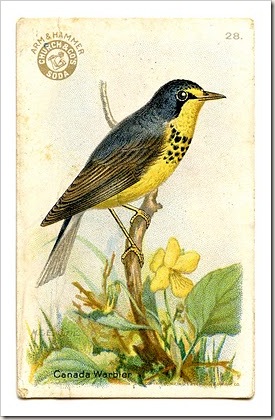 yellow bird yellow bird