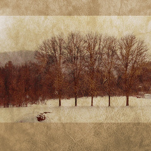 [winter trees texture[2].jpg]