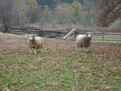 sheep