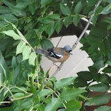 2010-07-16 Chaffinch