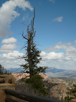 S6301095.JPG Photo