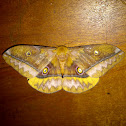 Giant Silkmoth