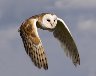 [owl[3].jpg]