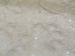 Kanha Pugmark2.jpg