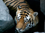 PICT1337.jpg