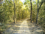 Kanha Road5.jpg