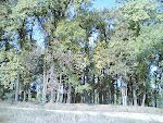 Kanha Forest2.jpg