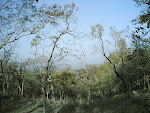Kanha Forest3.jpg