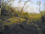 Kanha Forest4.jpg