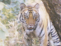 Kanha Tiger2.jpg
