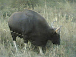 Kanha Bison3.jpg