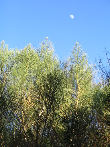 The Living Desert/Palm Desert - moon ...