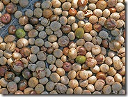 180px-Ramon_nuts_05