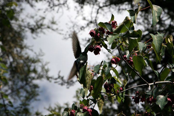 Ветер в кактусах: отчет о поездке Перу - Боливия