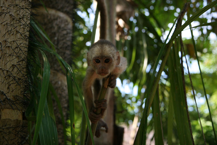 Ветер в кактусах: отчет о поездке Перу - Боливия