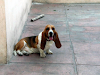 Busco Novia Bassed Hound