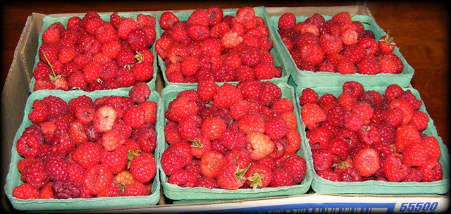 [basket of raspberries.jpeg[4].jpg]