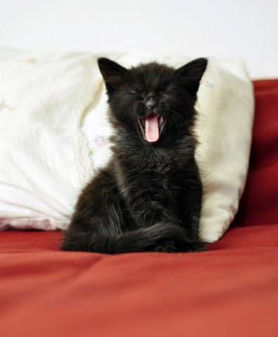 [pet 3[1].jpg]