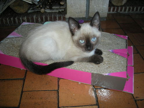 http://lh5.ggpht.com/_Af2NJS5Y8NA/S1I74V0tNuI/AAAAAAAABzw/jWkzzbnD_9I/DSCN2241.jpg