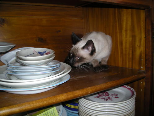 http://lh5.ggpht.com/_Af2NJS5Y8NA/S1I7HlcELyI/AAAAAAAABvY/SmgjD7KMcJA/DSCN1944.jpg