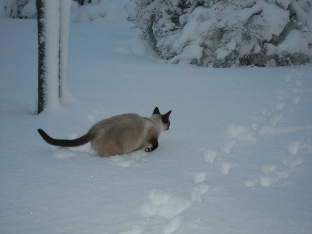 http://lh5.ggpht.com/_Af2NJS5Y8NA/TPTZiWl7c5I/AAAAAAAAFZY/aqjxPlyshMg/s640/DSCN1076.jpg