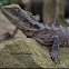 Australian Water Dragon