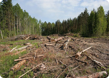 Вопросы нарушения лесного законодательства