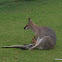 Red necked Wallabies