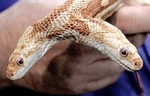 [cobra[3].jpg]