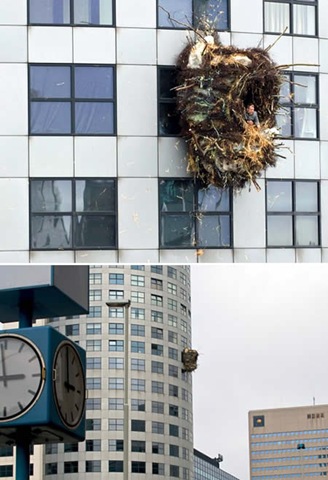 [a269_nest[4].jpg]