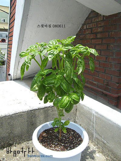 스윗바질
